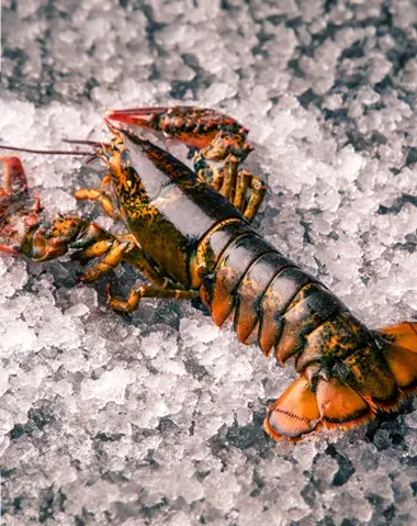 Mediterranean lobster