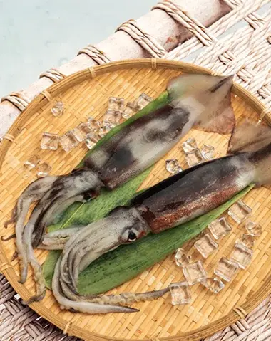 Super Colosal Indonesian cuttlefish